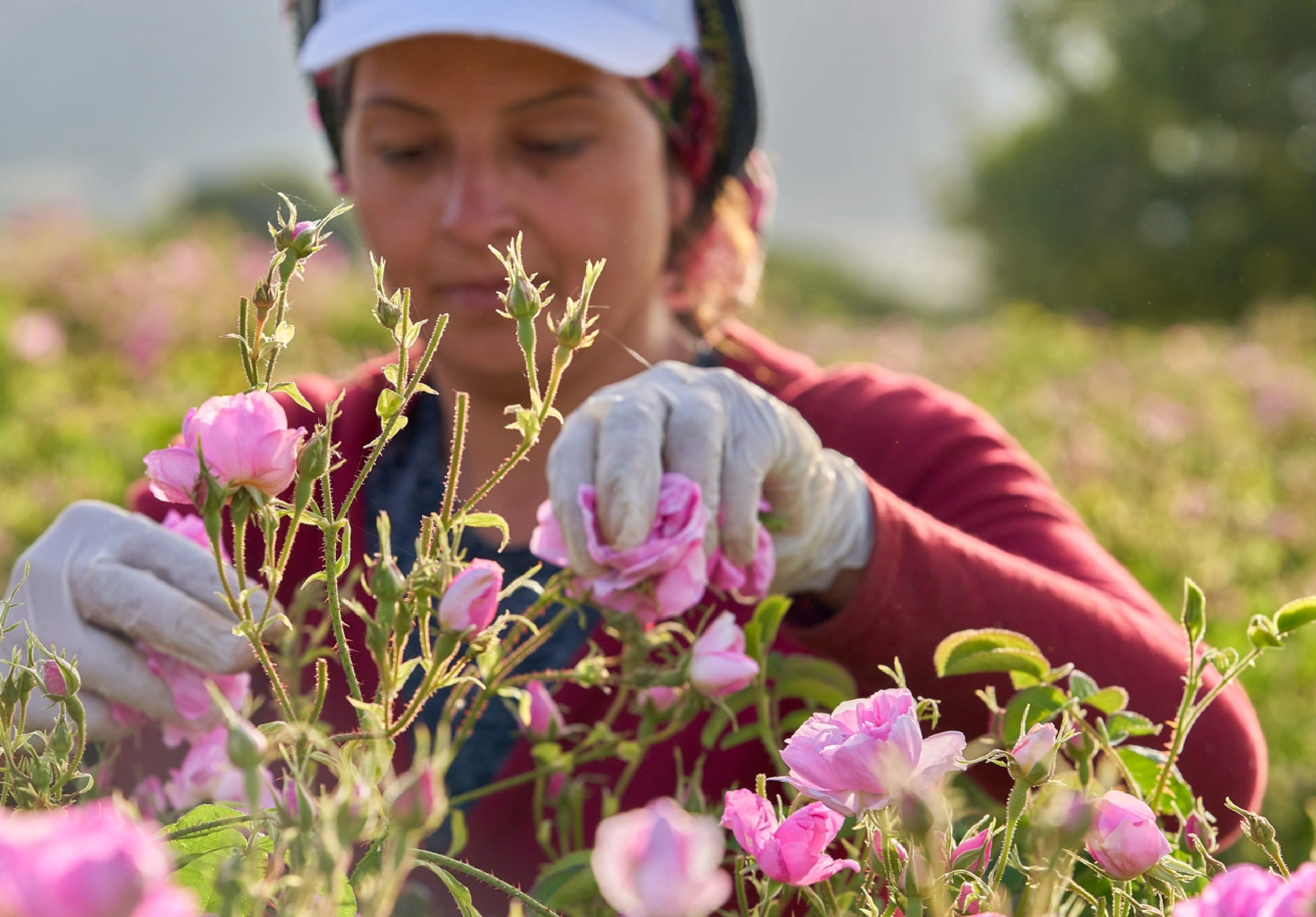 Eine Frau, die Blumen auf dem Feld pflückt.